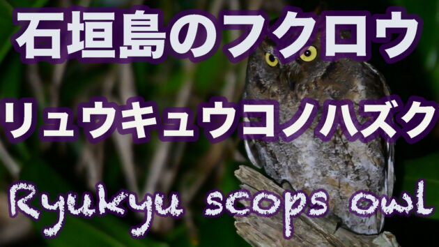 【石垣島のフクロウ】リュウキュウコノハズク Ryukyu scops owl