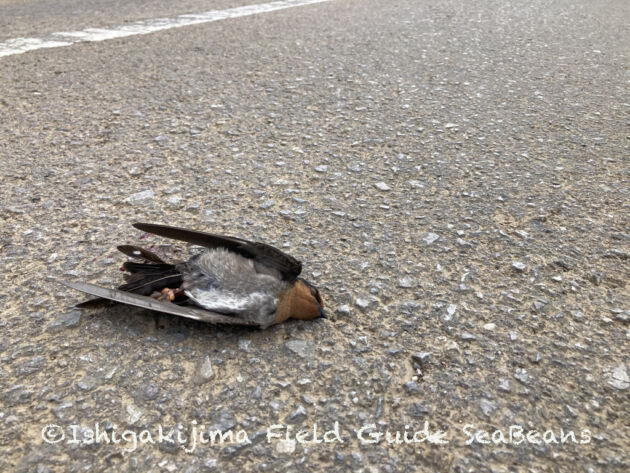 リュウキュウツバメ交通事故死　Pacific swallow