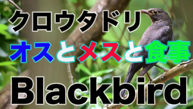 【ミミズを食べる】クロウタドリ メスとオス  ミミズを食べる Blackbird