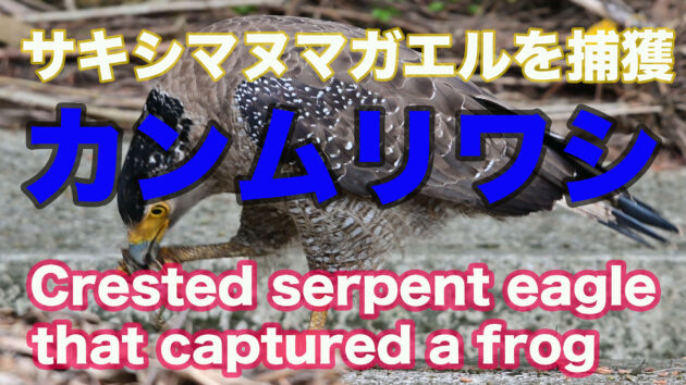 【カエル捕獲】サキシマヌマガエルを捕獲したカンムリワシ　Crested serpent eagle that captured a frog