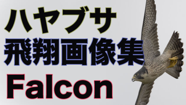 【飛翔画像集】ハヤブサ Falcon