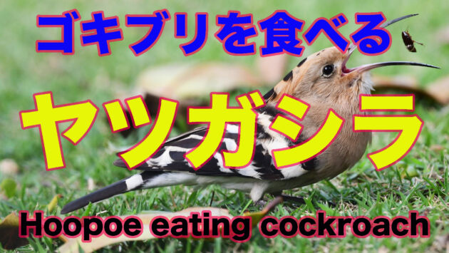 【ゴキブリ食べる】大好物のゴキブリを食べるヤツガシラ Hoopoe eating cockroach