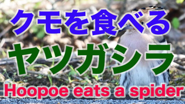 【大きなクモを食べる】ヤツガシラのお食事 Hoopoe eats a spider