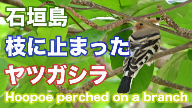 【ヤツガシラ】枝に止まったヤツガシラ Hoopoe perched on a branch