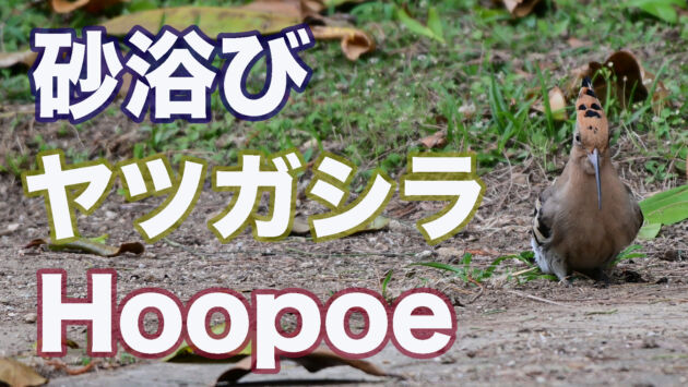 【砂浴び】石垣島のヤツガシラ　Hoopoe