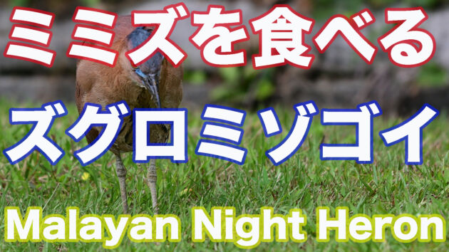 【ミミズを食べる】ズグロミゾゴイ　Malayan Night Heron
