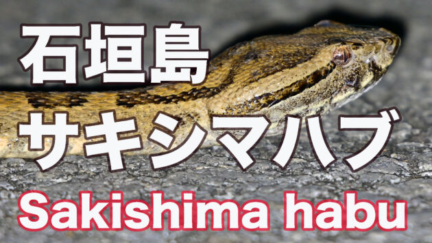 【大人しい毒蛇】石垣島の毒蛇は大人しい！サキシマハブ Sakishima habu