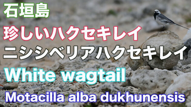 【珍しいハクセキレイ】石垣島 ニシシベリアハクセキレイ White wagtail[Motacilla alba dukhunensis]