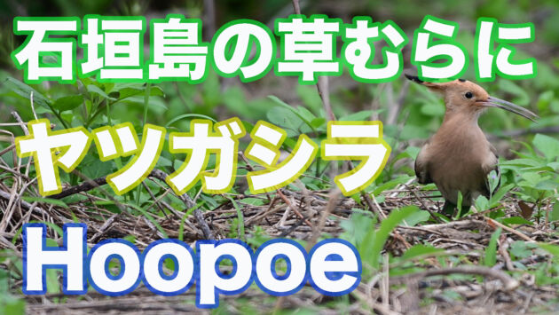 【野鳥撮影】石垣島の草むらにヤツガシラ Hoopoe
