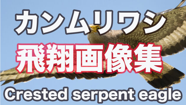 【飛翔画像集】カンムリワシ飛翔　ニコンD500＋500MMF5.6PF  Crested serpent eagle Flight image collection
