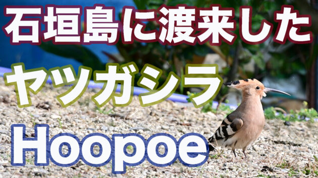 【野鳥撮影】石垣島に渡来したヤツガシラ Hoopoe