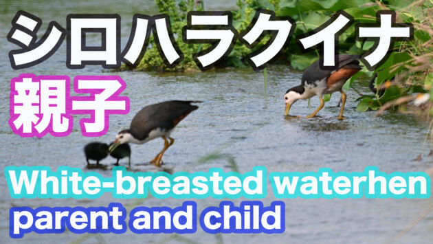 【野鳥撮影】シロハラクイナ親子のふれあい White breasted waterhen parent and child