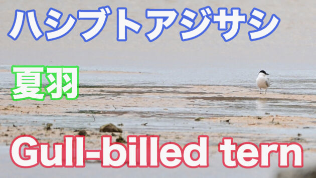 【石垣島に数少ない渡り鳥】ハシブトアジサシ 夏羽 Gull billed tern