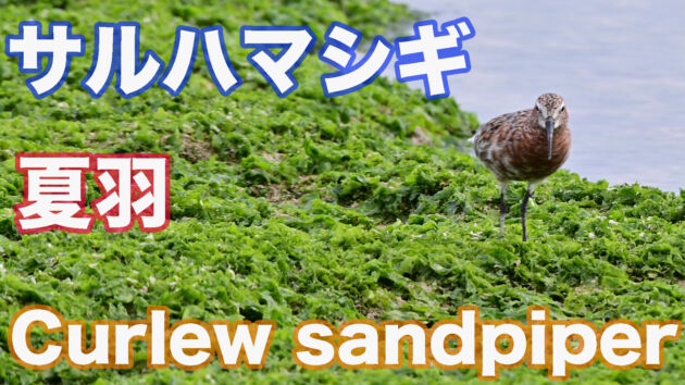 石垣島の海辺に訪れたサルハマシギ夏羽　Curlew sandpiper