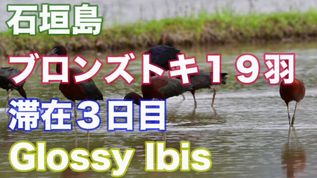 ブロンズトキ 石垣島滞在３日目 Glossy Ibis 19