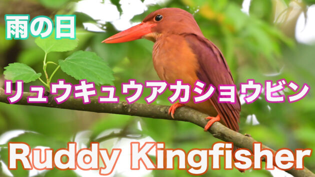 雨の石垣島 リュウキュウアカショウビン Ruddy Kingfisher