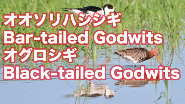 オオソリハシシギとオグロシギ Bar tailed Godwits＆Black tailed Godwits