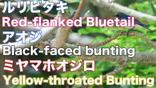 【可愛い小鳥】ルリビタキ アオジ ミヤマホオジロ Red-flanked Bluetail Black-faced bunting Yellow-throated Bunting