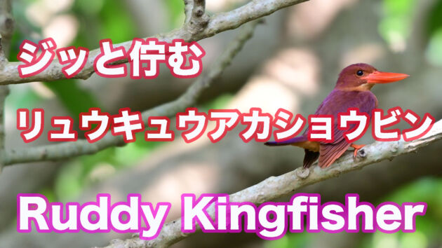 枝に止まってジッと佇むリュウキュウアカショウビン Ruddy Kingfisher