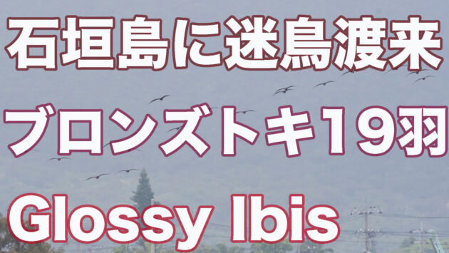 ブロンズトキ 群れでの渡来は国内初記録！！ブロンズトキ19羽 Glossy Ibis