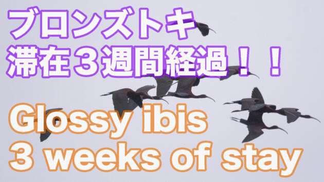 ブロンズトキ滞在３週間経過！！ 3 weeks stay in Glossy ibis  https://youtu.be/exB30vSz-7I