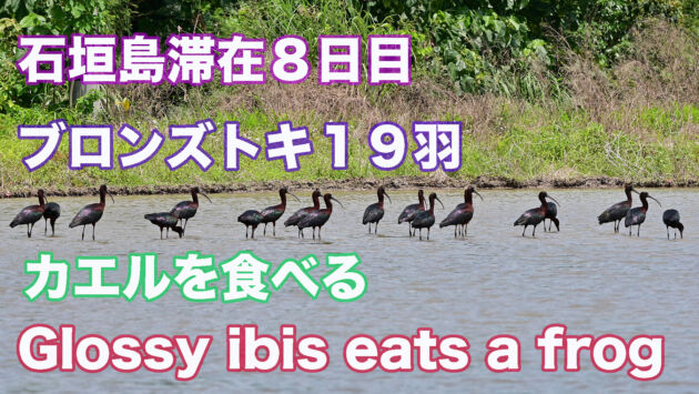 石垣島滞在８日目 ブロンズトキ１９羽 Glossy ibis eats a frog