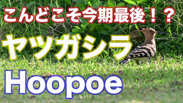 石垣島にヤツガシラ渡来！！こんどこそ今期最後でしょうね。Hoopoe