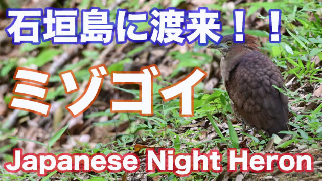 石垣島にミゾゴイ渡来！！Japanese Night Heron