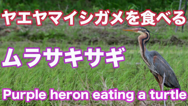 石垣島 ヤエヤマイシガメを食べるムラサキサギ Purple heron eating a turtle