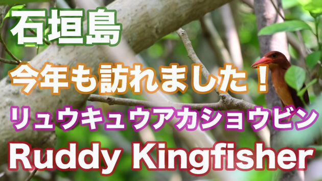 今年も石垣島に訪れたリュウキュウアカショウビン Ruddy Kingfishe