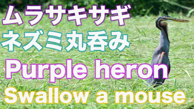 【ネズミ丸呑み】ムラサキサギが大きなネズミを食べる！ Purple heron Swallow a mouse