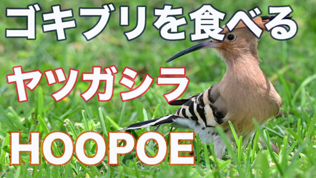 石垣島 ゴキブリを食べるヤツガシラ HOOPOE