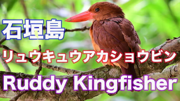 石垣島のリュウキュウアカショウビン Ruddy Kingfisher