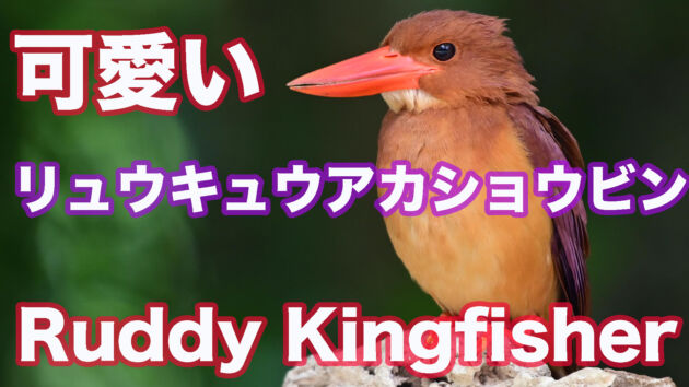 可愛いリュウキュウアカショウビン Ruddy Kingfisher