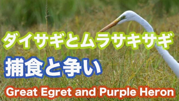 【捕食と争い】ダイサギとムラサキサギ Great Egret and Purple Heron