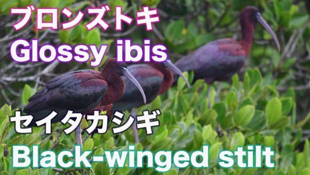 【滞在４週間経過】ブロンズトキとセイタカシギ Glossy ibis&Black-winged stilt