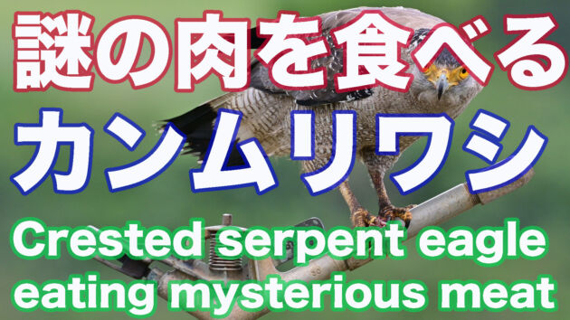 石垣島 謎の肉を食べるカンムリワシ Crested serpent eagle eating mysterious meat