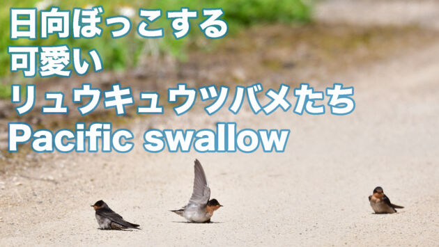 【日向ぼっこ】可愛いリュウキュウツバメたち　Pacific swallow