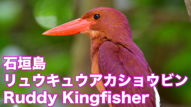 【石垣島のアカショウビン】可愛いリュウキュウアカショウビン Ruddy Kingfisher