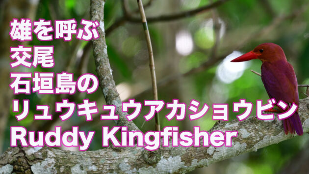 【雄を呼んで交尾】リュウキュウアカショウビン　雄を呼ぶ そして交尾 Ruddy Kingfisher Call a maleAnd mating