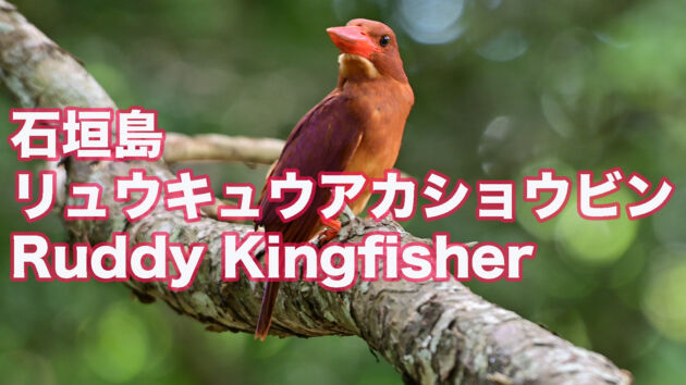 【石垣島のアカショウビン】 佇むリュウキュウアカショウビン Ruddy Kingfisher