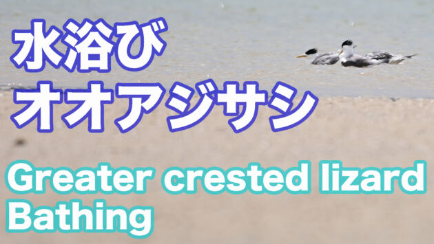 【海辺で水浴び】石垣島のオオアジサシ Greater crested lizard Bathing