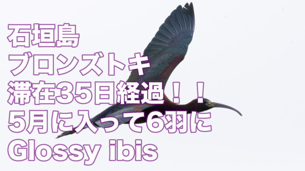 【滞在35日経過】ブロンズトキ6羽から2羽に！！Glossy ibis