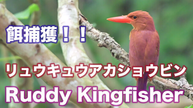 【餌捕獲】謎の物体を捕獲して雌に渡す！！リュウキュウアカショウビン Ruddy Kingfisher