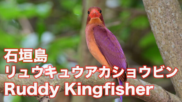 石垣島 リュウキュウアカショウビン Ruddy Kingfisher