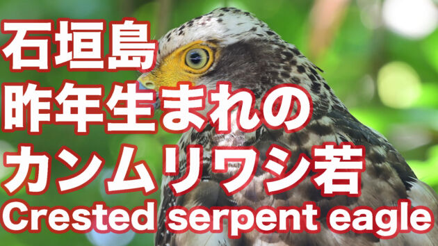 【まだ白い羽】昨年生まれのカンムリワシ若  Crested serpent eagle born last year