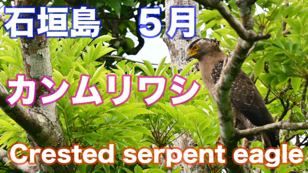 【カンムリワシ】石垣島では4月後半から出会いが減りました。Crested serpent eagle