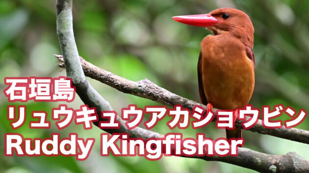 【可愛い赤い鳥】石垣島のリュウキュウアカショウビン Ruddy Kingfisher