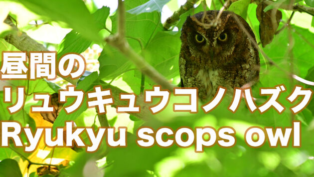 【リラックス中】昼間のリュウキュウコノハズク Relaxing daytime Ryukyu scops owl