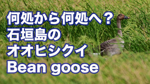 【5月なのに石垣島に長期滞在！？】オオヒシクイ Bean Goose (A  f  middendorffii)